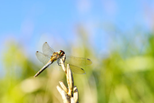 A dragonfly perches a dried grass in the autumnal blue sky.