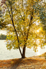Obraz na płótnie Canvas autumn trees, golden autumn, autumn landscape, autumn background