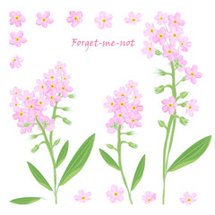 Set of bouquet beautiful pink forget-me-not flowers