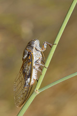 Closeup of Cicada (Lyristes plebejus)  