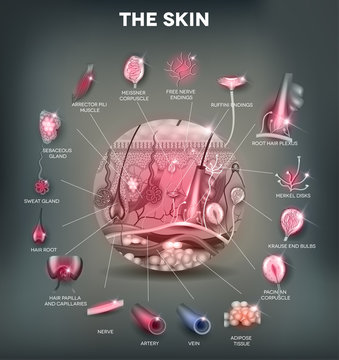 Skin anatomy in the round shape, detailed illustration