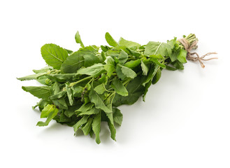 Obraz premium holy basil