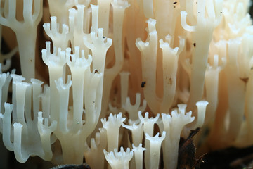 mushrooms texture