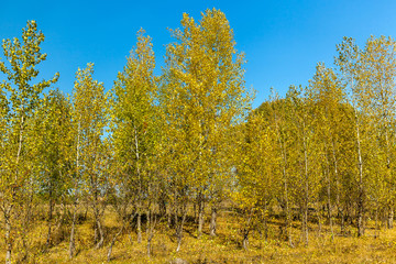 autumn trees, golden autumn, autumn landscape, autumn background