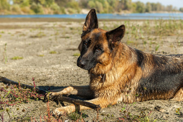 german shepherd, man's best friend, favorite, pet, guard dog, sh