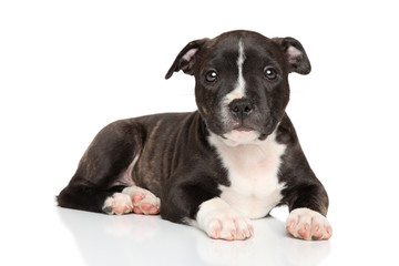 Staffordshire bull terrier puppy