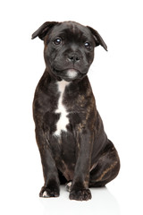 Obraz premium Staffordshire bull terrier puppy