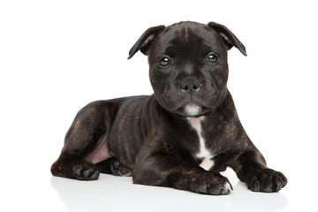 Staffordshire bull terrier puppy