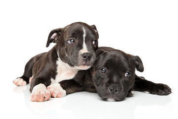 Obraz premium Staffordshire bull terrier puppies