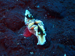 Nudibranch sea slugs