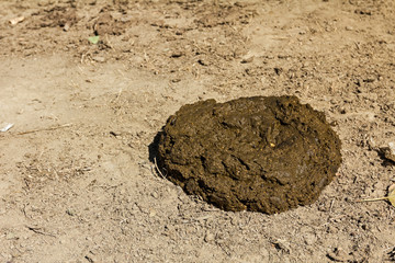 Bullshit on the ground.