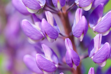 Fototapeta na wymiar Lupin flowers (Lupinus)