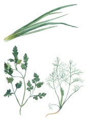 parsley, dill , onion,