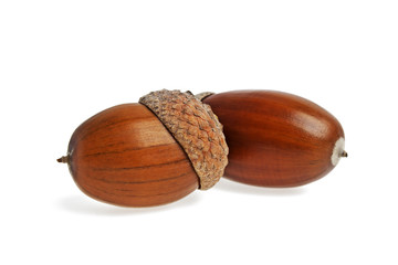 Two acorns on a white background
