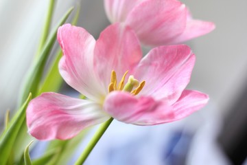 Obraz na płótnie Canvas pink Tulip