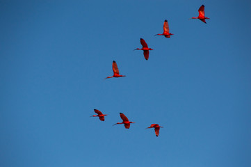 Red Ibises flying high