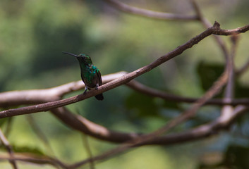 Hummingbird on a branch