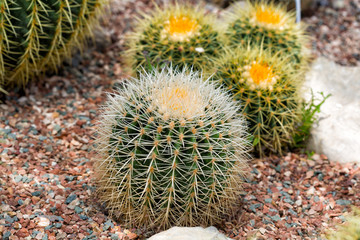 Various cactuses close up grow among stones