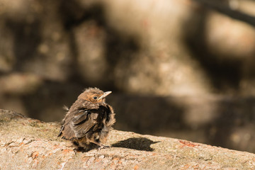 baby blackbird basking on tree branch