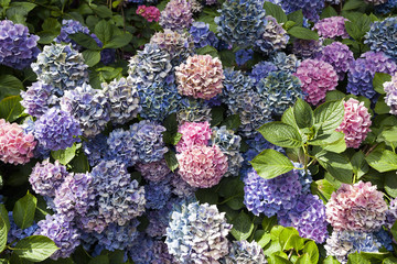 Colorful hydrangea flowers on a summer day