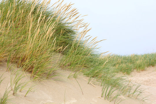 dune grass on the North Sea!