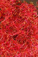 Naklejka premium beetroot sprouts