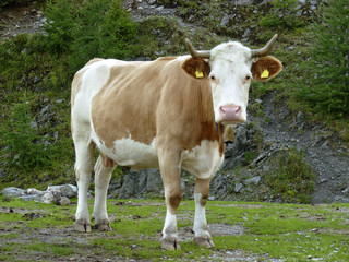 Junge Kuh auf der Alm