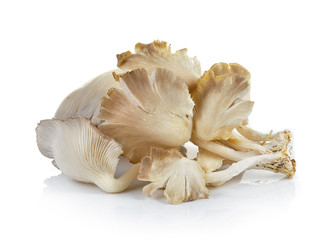 oyster mushroom on white background
