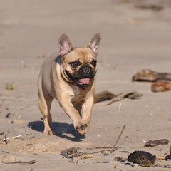 Obraz premium French Bulldog dog on the sea