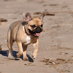 Obraz premium French Bulldog dog on the sea