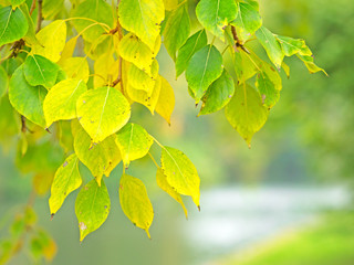 Pappelblätter im Herbst