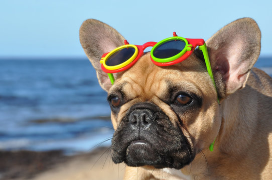 French Bulldog Dog In Sunglasses