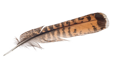 brown and orange striped feather