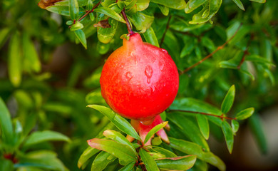 Miniature Pomegranate - Punica Granatum - tropical fruit growing on a tree