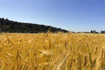Glean field in agricultural area at mediterranean country © COSPV