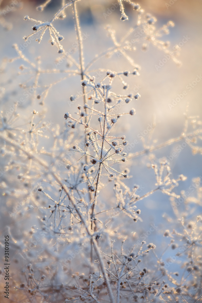 Wall mural blue and brown dried frozen plants at sunset