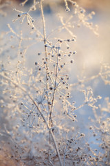 blue and brown dried frozen plants at sunset