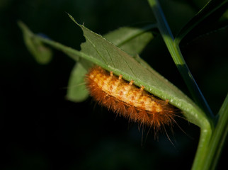 little caterpillar