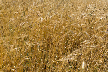Glean field in agricultural area at mediterranean country © COSPV