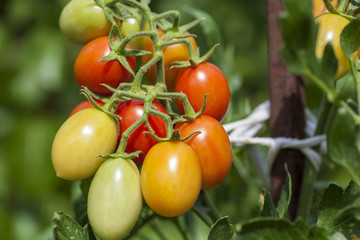 cherry tomatoes plant