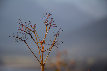 Abgeblühte Springblumen