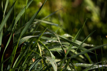 Grashalme nah, mit Tautropfen