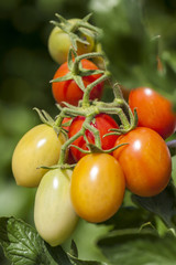 cherry tomatoes plant