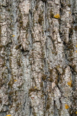 bark detail