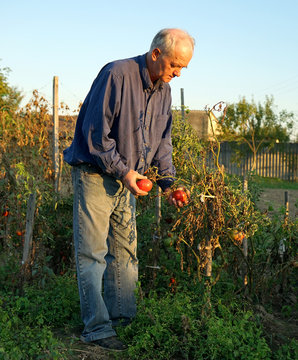 Man Picking Tomatoes