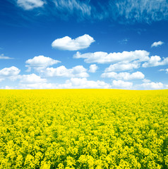 Fototapeta premium Summer Landscape with Wheat Field and Clouds
