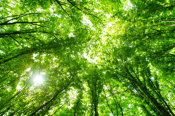 Obraz premium Green forest background