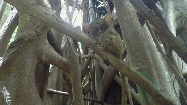 very rare Spectral tarsier (Tarsius spectrum), Tangkoko National Park, Sulawesi, Indonesia, the world's smallest primate, true wildlife
