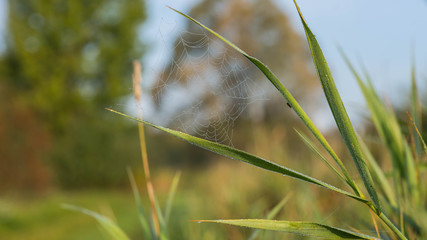 Grashalm mit Spinnennetz und Tautropfen