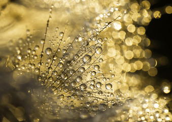 Golden dewdrops background